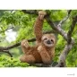 Mobile Preview: Schleich Sloth